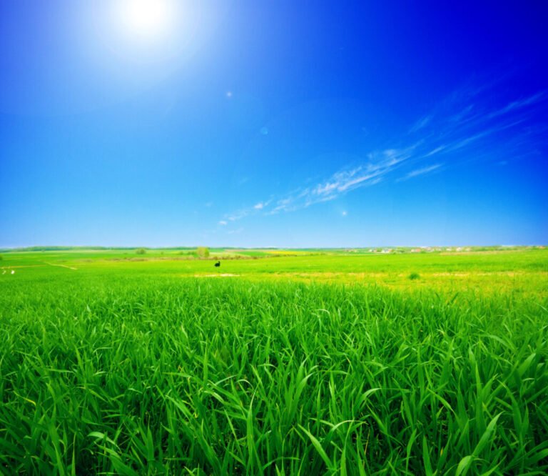 green-field-with-sun-1024x888.jpg